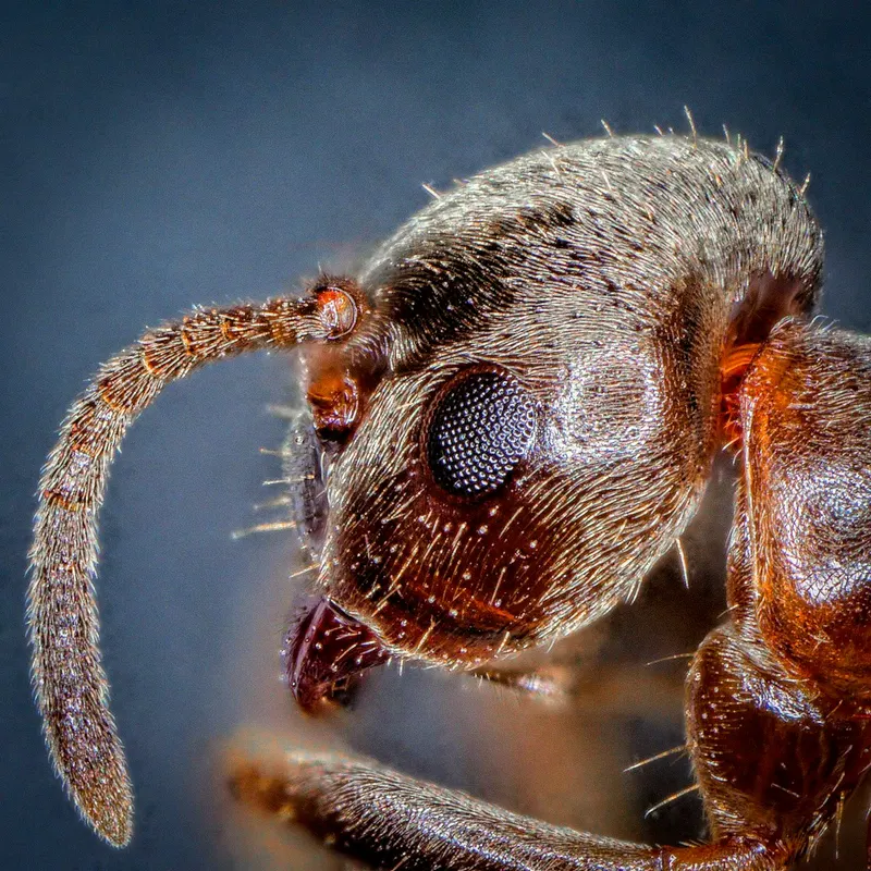 Traitement fourmis & insectes rampants